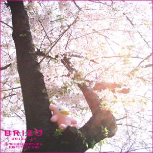 さくら・桜・咲く　?お花見?